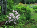 Carolinianum album