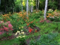 Azalea bed (1024x416)