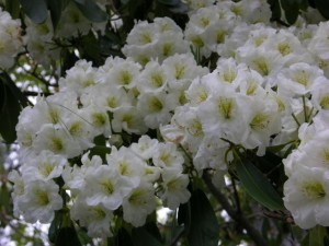 Rhododendron ('Catalgla' x wardii)F2 -JKW - DSCN0898