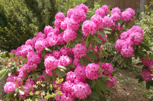 Atlantic Rhododendron & Horticultural Society - The plants of Captain  Richard Steele