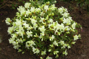 Guldvatten plus rhododendron blev riktigt bra • 4 Seasons by Carna