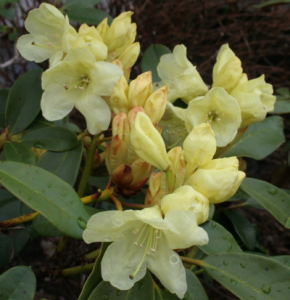 Guldvatten plus rhododendron blev riktigt bra • 4 Seasons by Carna