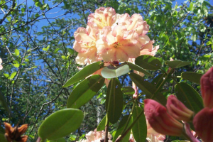 Atlantic Rhododendron & Horticultural Society - The plants of Captain  Richard Steele