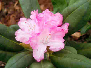 Guldvatten plus rhododendron blev riktigt bra • 4 Seasons by Carna