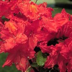 Name 'Minas Flame'<br/> Breeder George Swain. Selected by: Donald L. Craig<br/> Parentage 'Gibraltar' x 'Balzac'<br/> Habit - large compact<br/> Exposure - sun to part-sun<br/> Hardiness Zone - Ag Canada Hardiness Zone 5B<br/> Bloom Time - regular