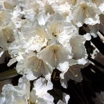 Name 'Minas Snow' breeder plant<br/> Breeder George S. Swain. Selected by: D. L. Craig<br/> Parentage 'Cunningham's White' x R. yakushimanum<br/> Habit - large compact<br/> Exposure - bright shade<br/> Hardiness - Ag Canada Hardiness Zone 6B<br/> Bloom Time - regular