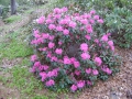 Arthur J. Ivens x Hardy Hybrid Joe Bruso
