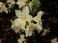 Cream Crest