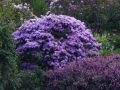 WoodlandsMissMuffet