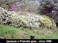 aureum_prelude