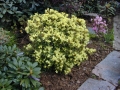 Golden Bee