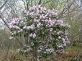 oredoxa_fargesii