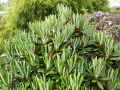 roxieanum_Globigerum