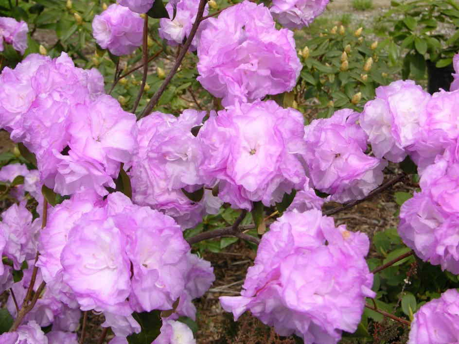 Rhododendron widjajae Argent & Mambrasar, spec.nov. A. Branch